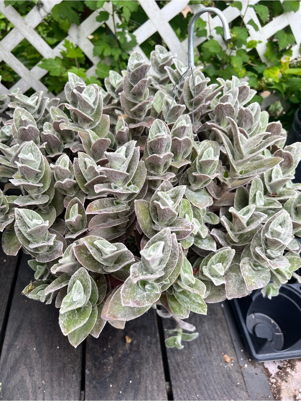 3 cuttings Tradescantia Sillamontana White Velvet Unrooted